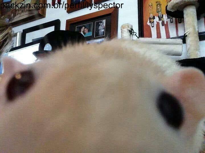 Capa do perfil de Sachi