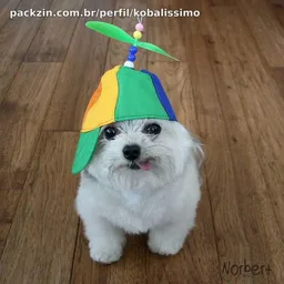 Kobalissimo