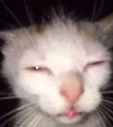 Susuzinn