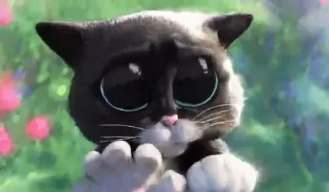 Foto de capa de lulicat