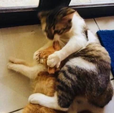 Imagem do pack Me chame pelo chat da Packzin.