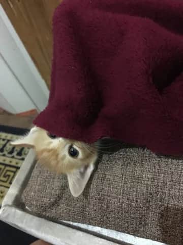 Imagem do pack Pack de fotos da minha gatinha