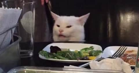 Imagem do serviço Alimente meu gatinho
