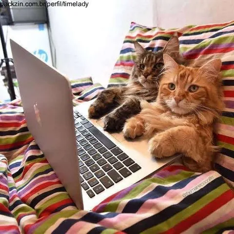 Imagem do serviço Companhia para ver filmes