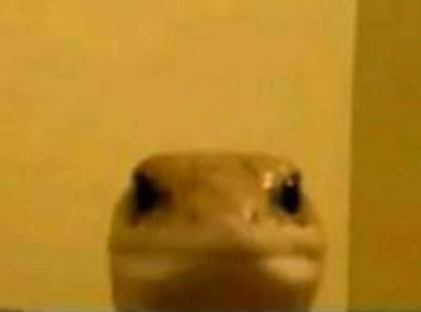 Foto de perfil de mlkdabanana