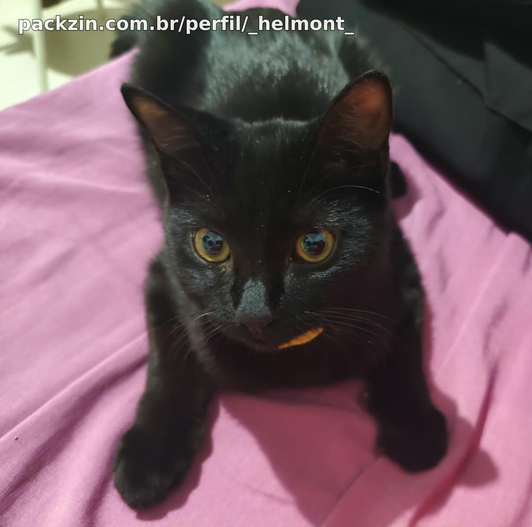Imagem do pack Ajude a Alimentar a Banshee e mais 3 gatinhos