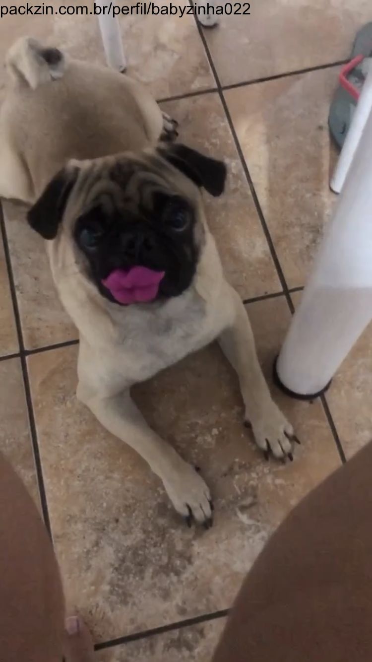 Imagem do pack Ajude um amiguinho de 4 patas🐾