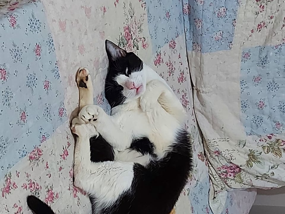 Imagem do pack Pack do meu gato