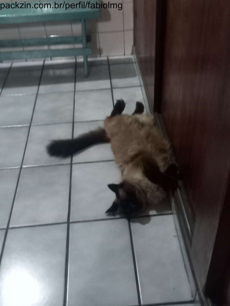 Imagem do pack Pack fotos da minha gata 2