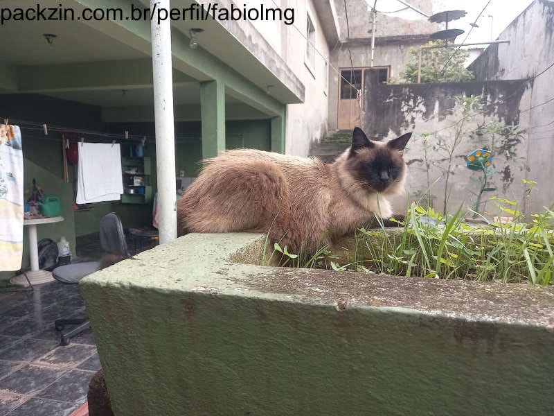 Imagem do pack Pack fotos da minha gata