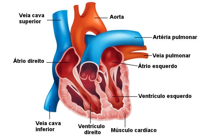Apostila Fisioterapia em Cardiologia I