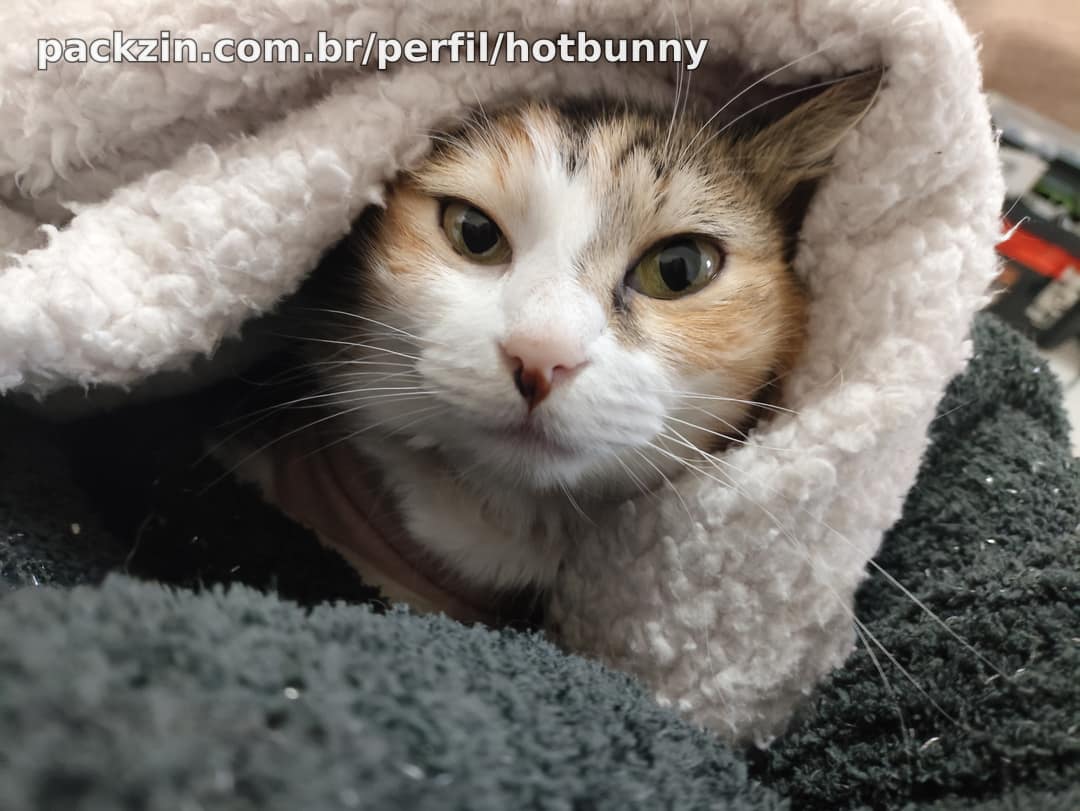 Imagem do pack (VAQUINHA) ajude meus gatinhos <3