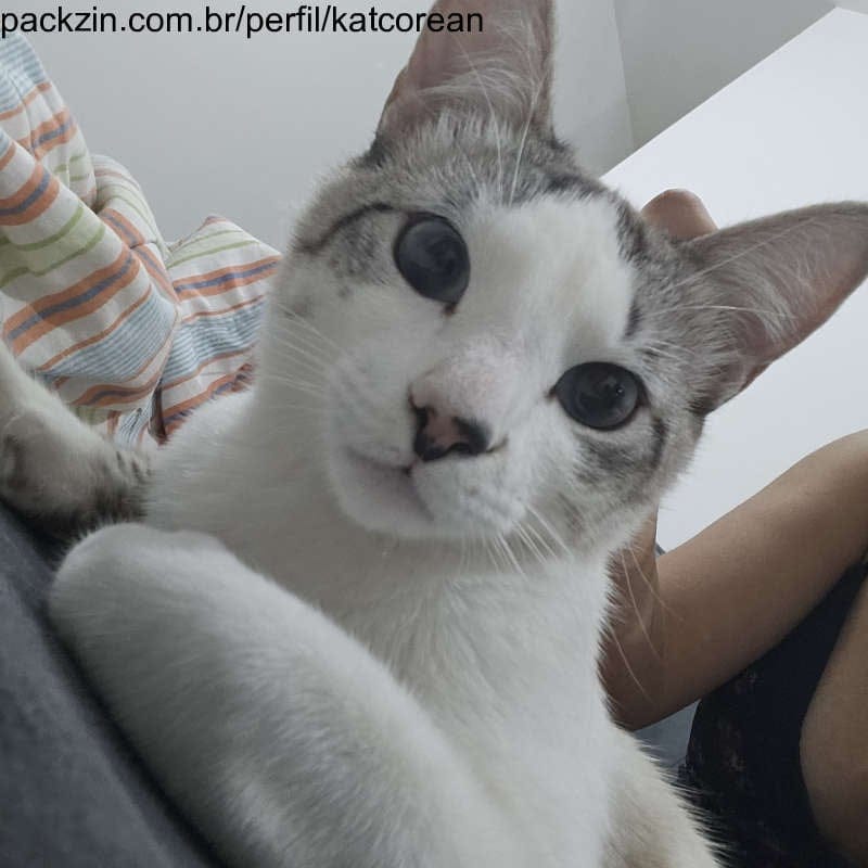 Imagem do pack Me ajude a pagar meu aluguel e comida do gatinho 💞