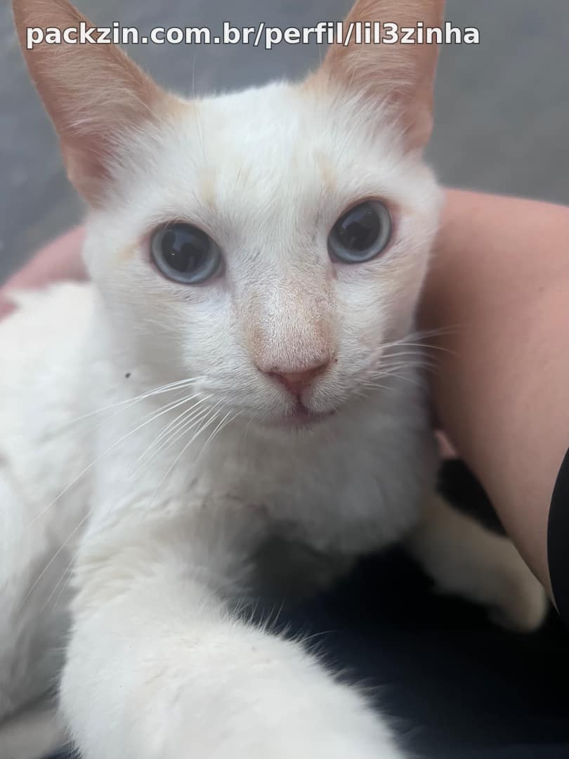 Imagem do pack Pensão pros gatinhos