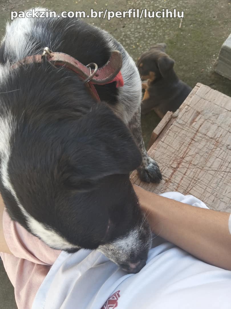Imagem do pack Ajude meus cachorrinhos