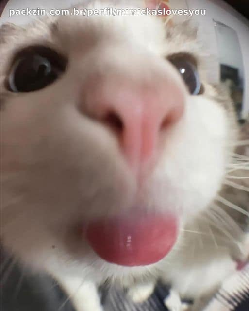 WebAmigo (っ˶ ˘ ᵕ˘)ˆᵕ ˆ˶ς)