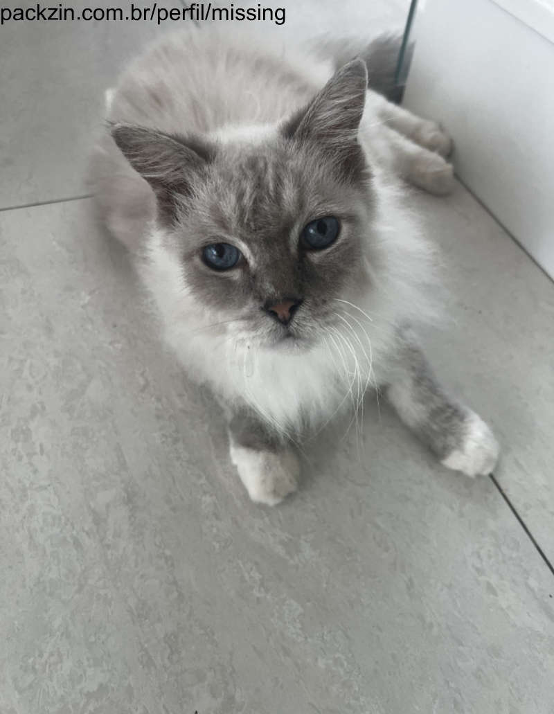 Imagem do pack me ajude a fazer os exames do meu gatinho 😞
