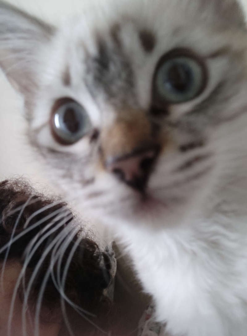 Imagem do serviço FOTOS DO MEU GATO