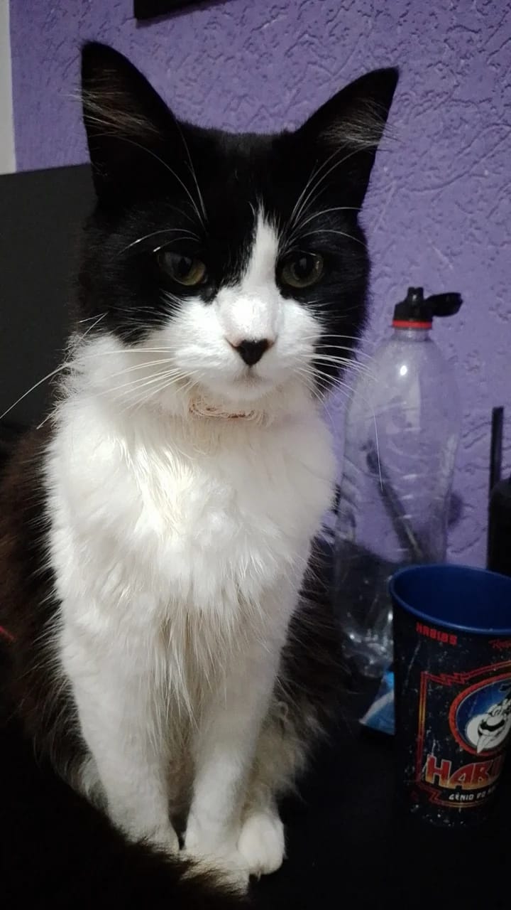 Imagem do pack Ajude a comprar sachê pros gatinhos