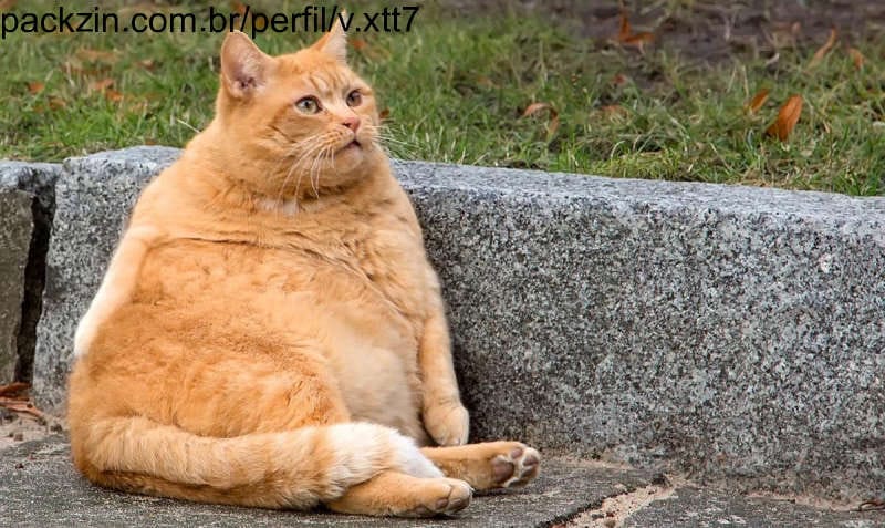 Imagem do pack Quero adotar um gatinho me incentiva ai