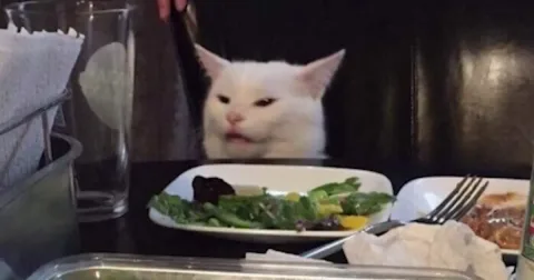 Imagem do serviço Alimente meu gatinho