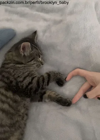 Imagem do serviço Posso ser sua web amiga 🥰 (por uma semana)