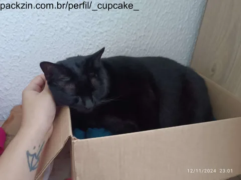 Imagem do serviço Carinho no gatinho