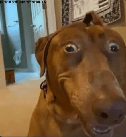 Imagem do serviço Crio videos pra você pelo SORA sem marca d'agua