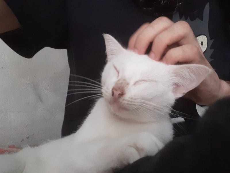Imagem do pack Gato