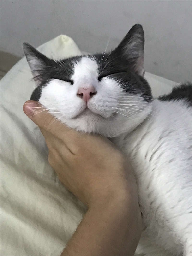 Imagem do pack Pack do meu gato