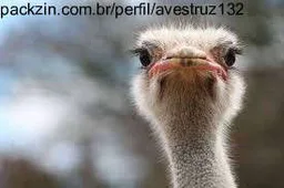 Foto de perfil de avestruz132
