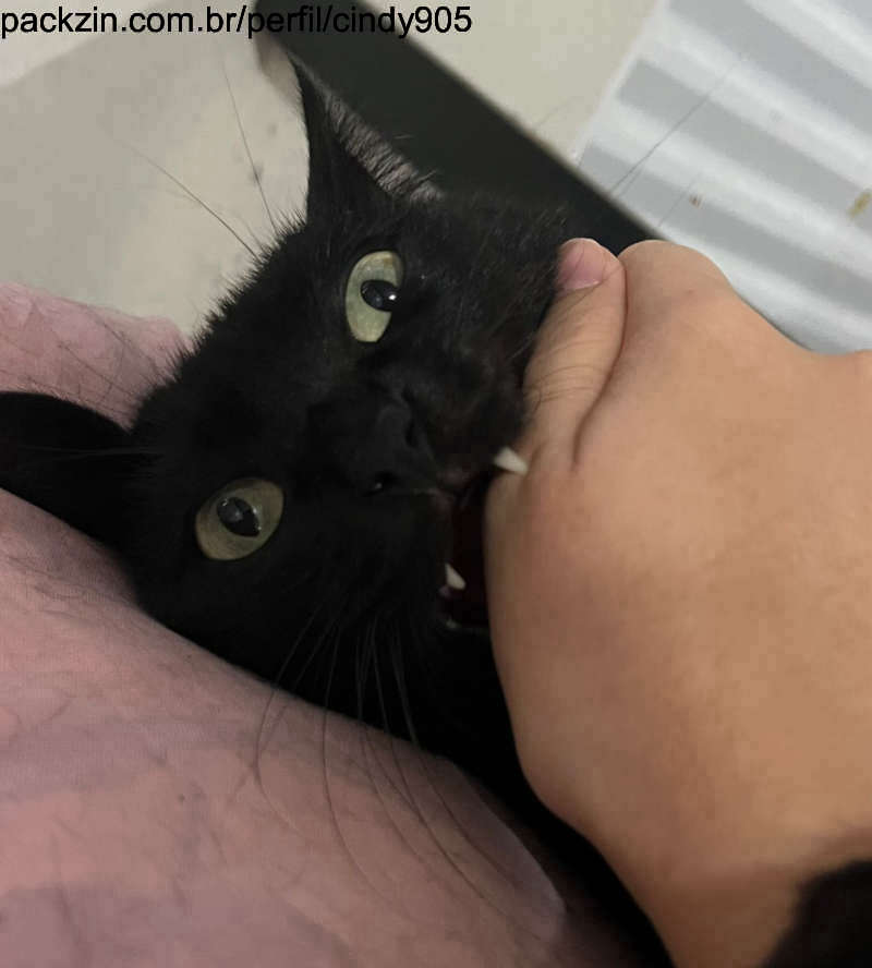 Imagem do pack Alimentos para os animalzinhos
