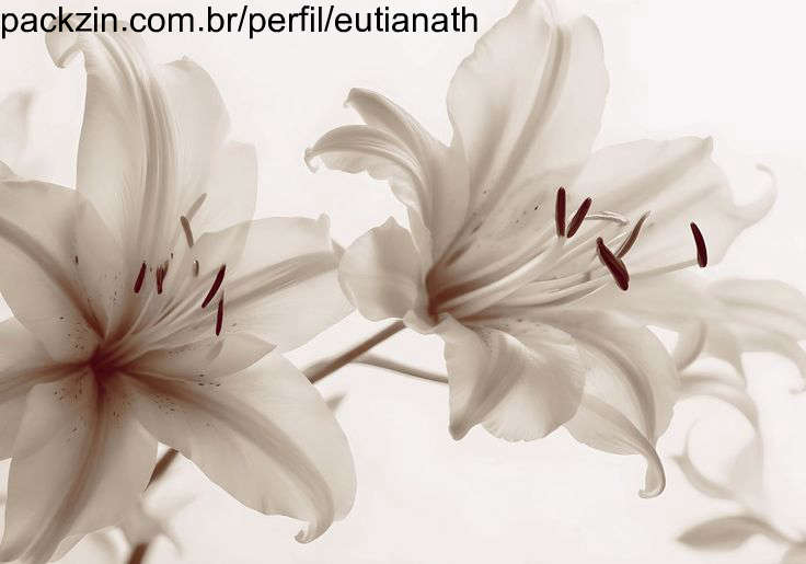 Foto de capa de eutianath
