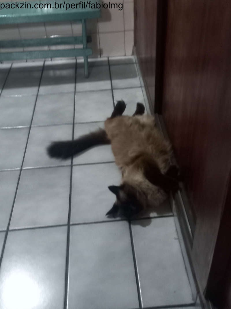 Imagem do pack Pack fotos da minha gata 2
