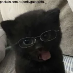 Foto de perfil de gatopreto._.