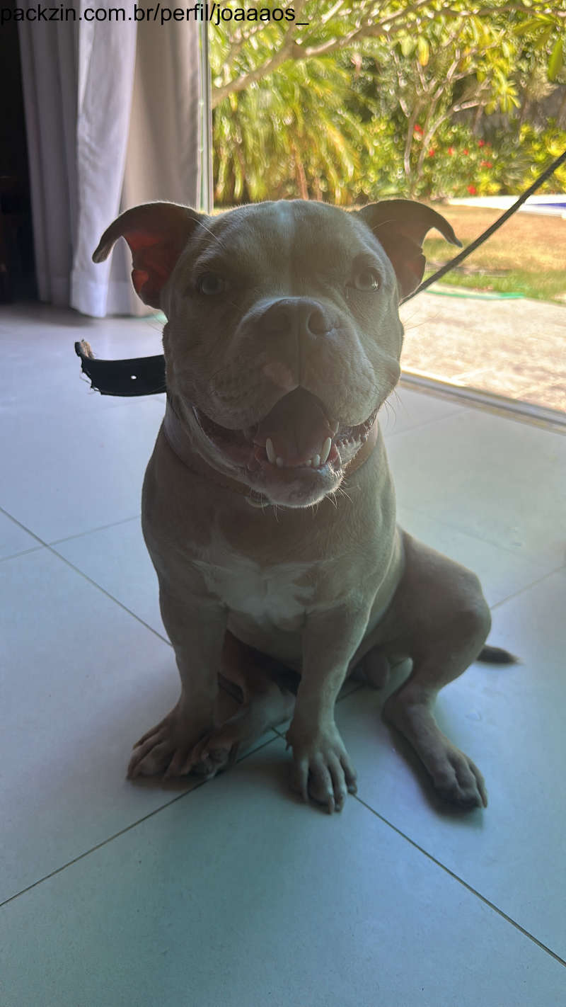 Imagem do pack Ajude esse doguineo a comprar raçãozinhas :)