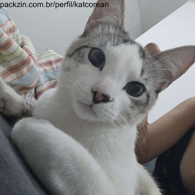 Imagem do pack Me ajude a pagar meu aluguel e comida do gatinho 💞