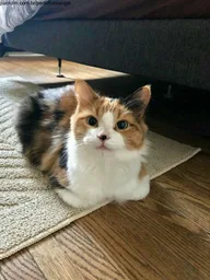 Foto de perfil de luniangel
