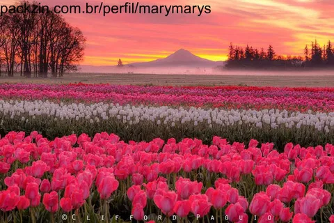 Foto de capa de marymarys