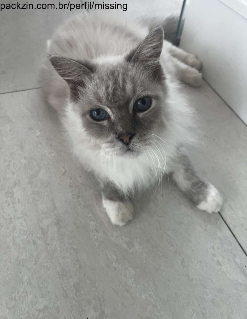 Imagem do pack me ajude a fazer os exames do meu gatinho 😞