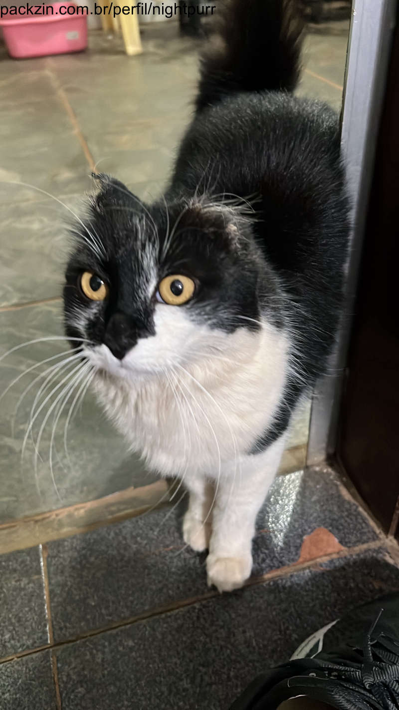 Imagem do serviço Alimente o miau
