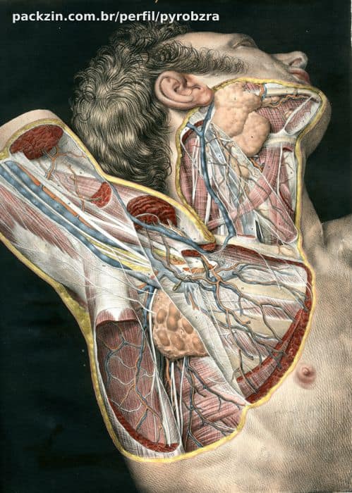 Imagem do serviço 📚 Aulas de Anatomia e Reforço Escolar