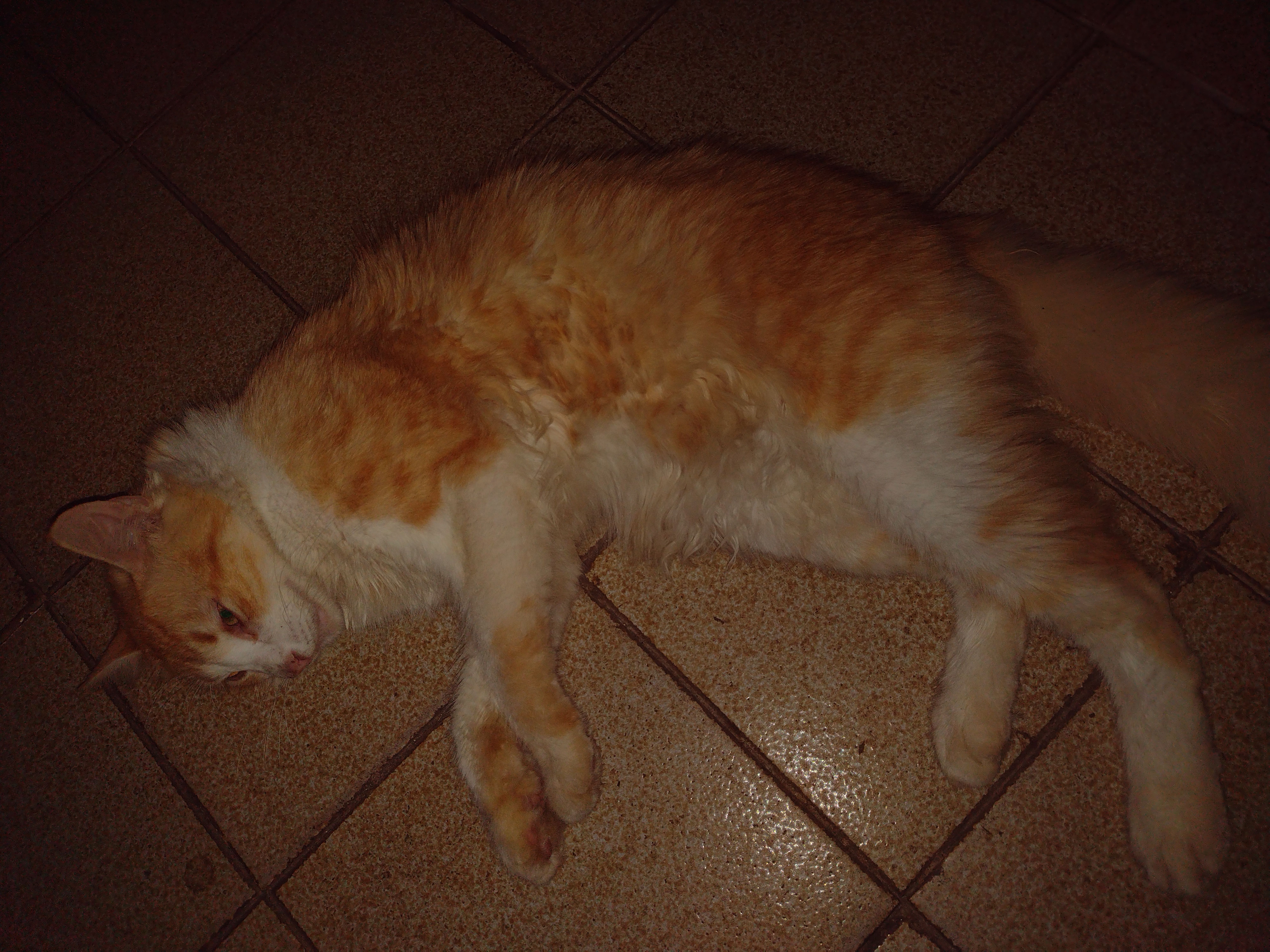 Imagem do serviço mime meu gato gordo