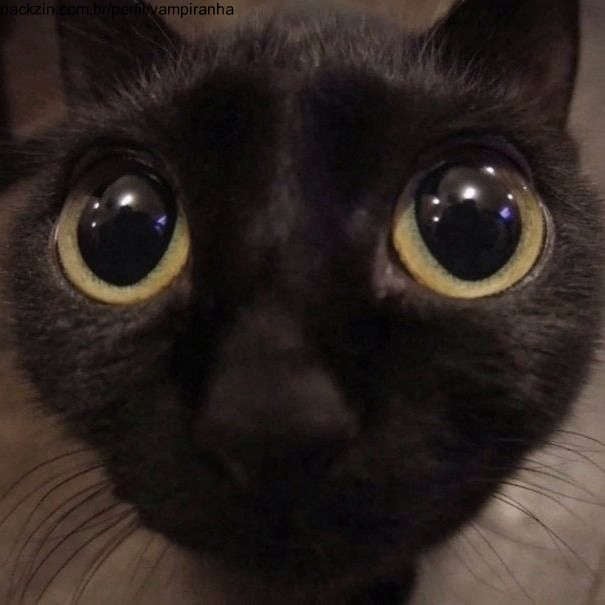 Imagem do serviço mime meus gatinhos