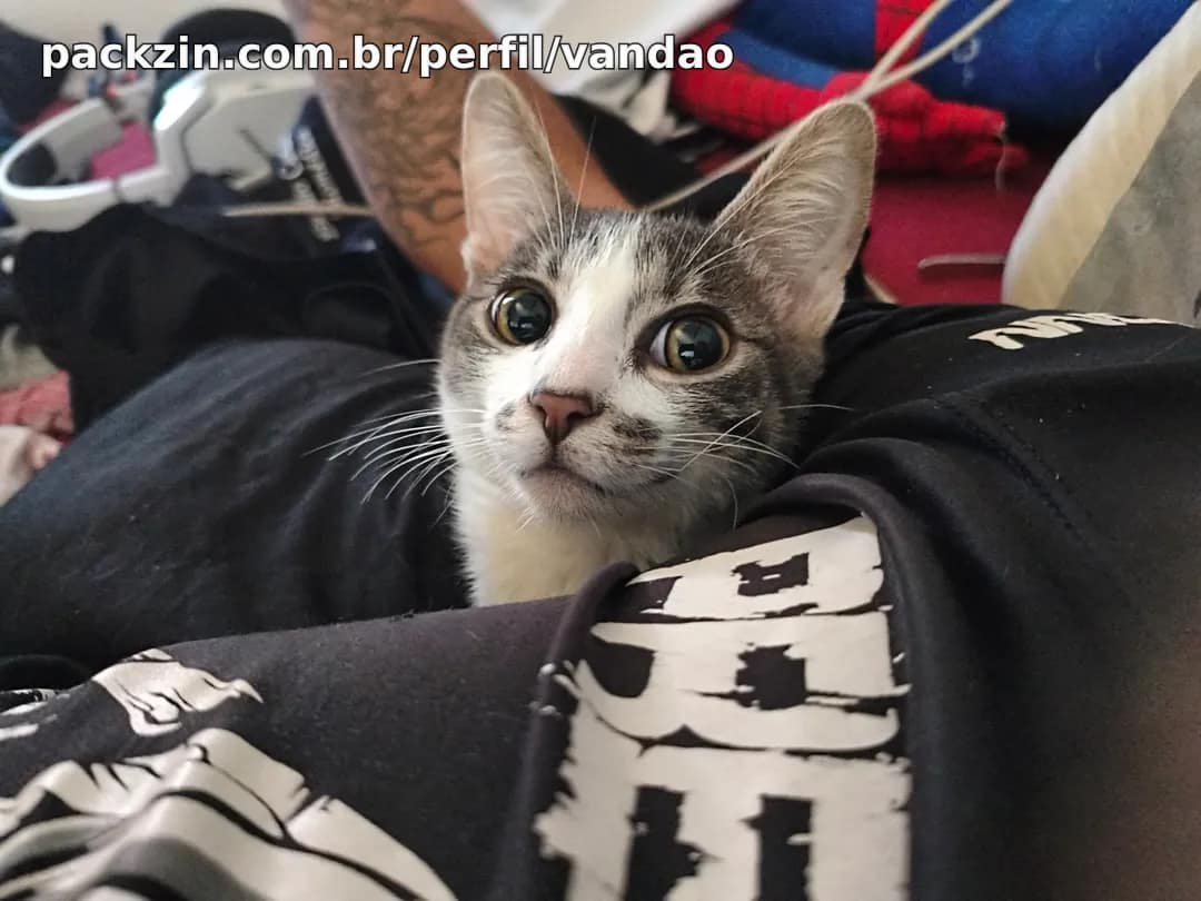 Imagem do serviço Alimente o Latrocínio