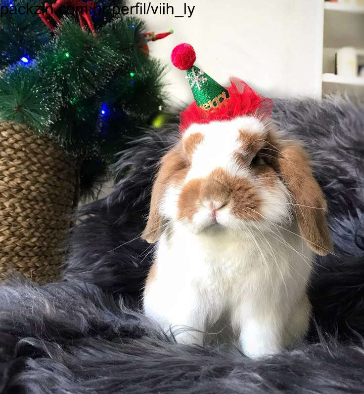 Imagem do pack faça o natal de uma pobre humana feliz..........