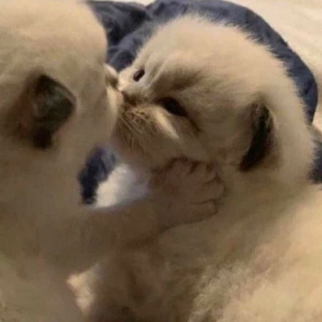 Imagem do pack BEJO ༝༚༝༚ 𐔌՞ ܸ.ˬ.ܸ՞𐦯